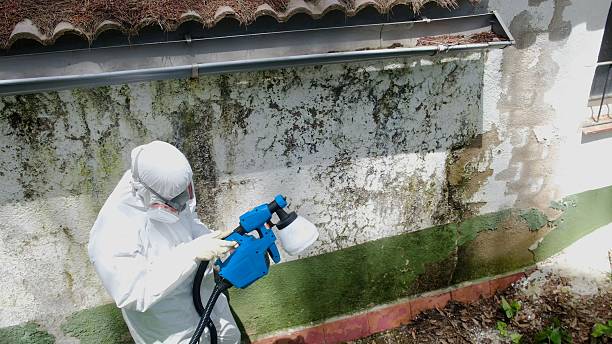 Trusted Mold Inspection service in Upton, KY - Cheap Mold Removal